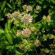 Jarmanka větší 'Florence' - Astrantia major 'Florence'