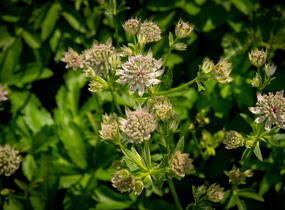 Jarmanka větší 'Florence' - Astrantia major 'Florence'
