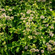 Jarmanka větší 'Florence' - Astrantia major 'Florence'