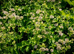 Jarmanka větší 'Florence' - Astrantia major 'Florence'