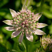 Jarmanka větší 'Florence' - Astrantia major 'Florence'