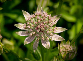 Jarmanka větší 'Florence' - Astrantia major 'Florence'