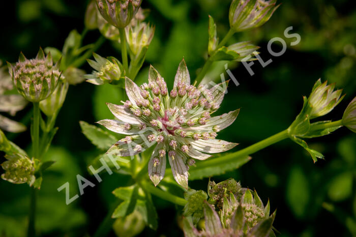 Jarmanka větší 'Florence' - Astrantia major 'Florence'