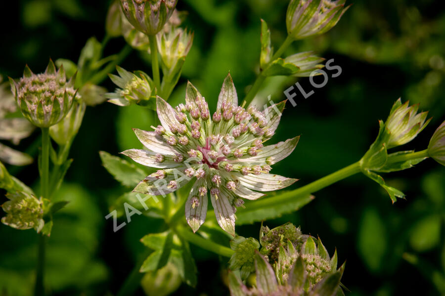 Jarmanka větší 'Florence' - Astrantia major 'Florence'