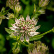 Jarmanka větší 'Florence' - Astrantia major 'Florence'