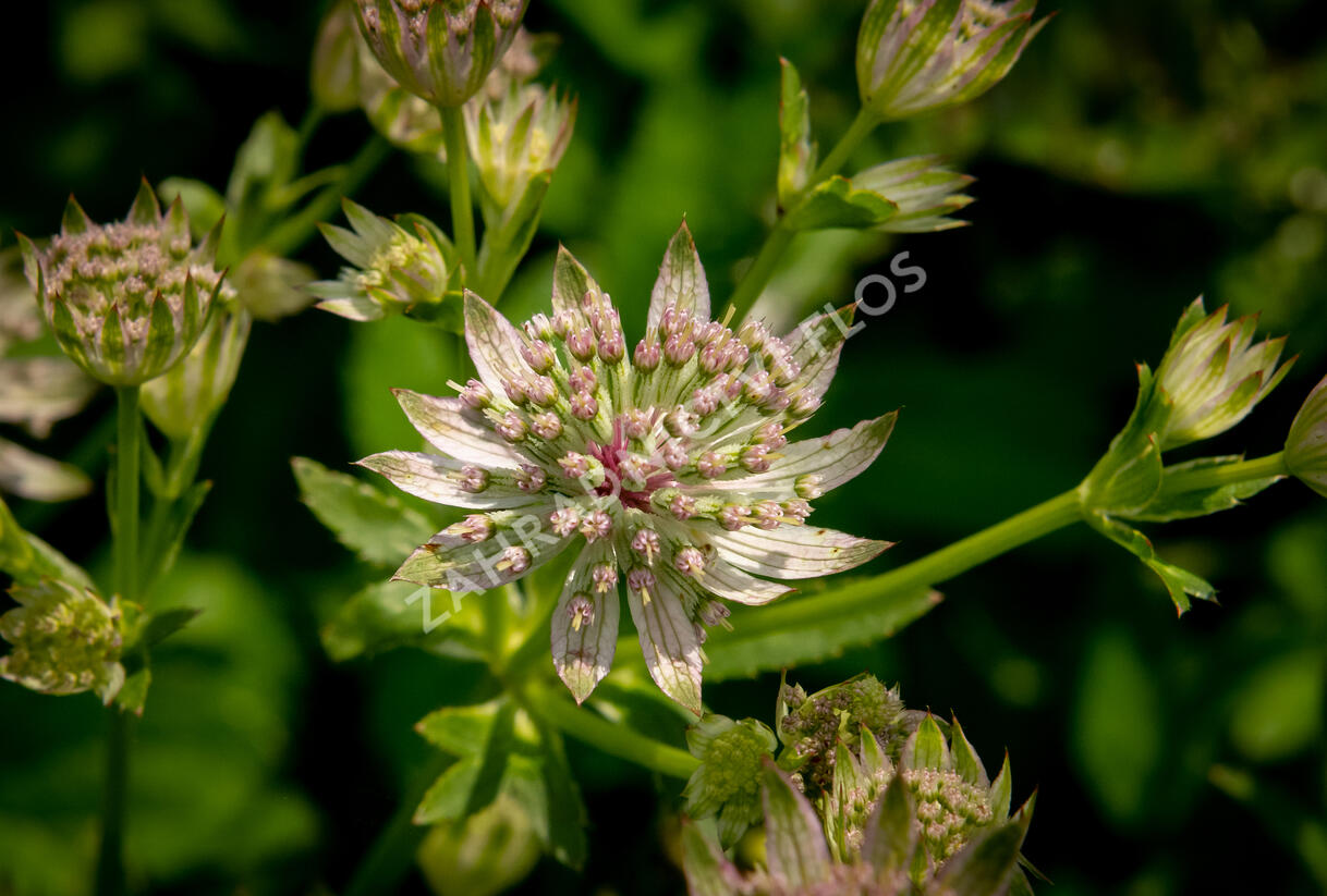 Jarmanka větší 'Florence' - Astrantia major 'Florence'