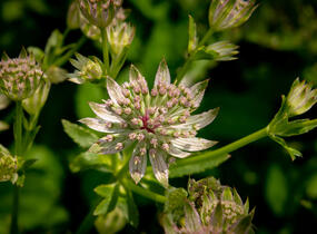 Jarmanka větší 'Florence' - Astrantia major 'Florence'