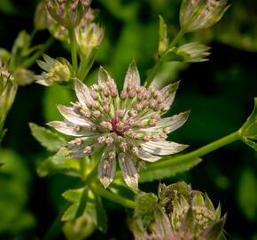 Jarmanka větší 'Florence' - Astrantia major 'Florence'