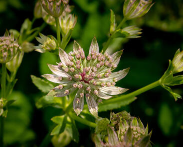 Jarmanka větší 'Florence'