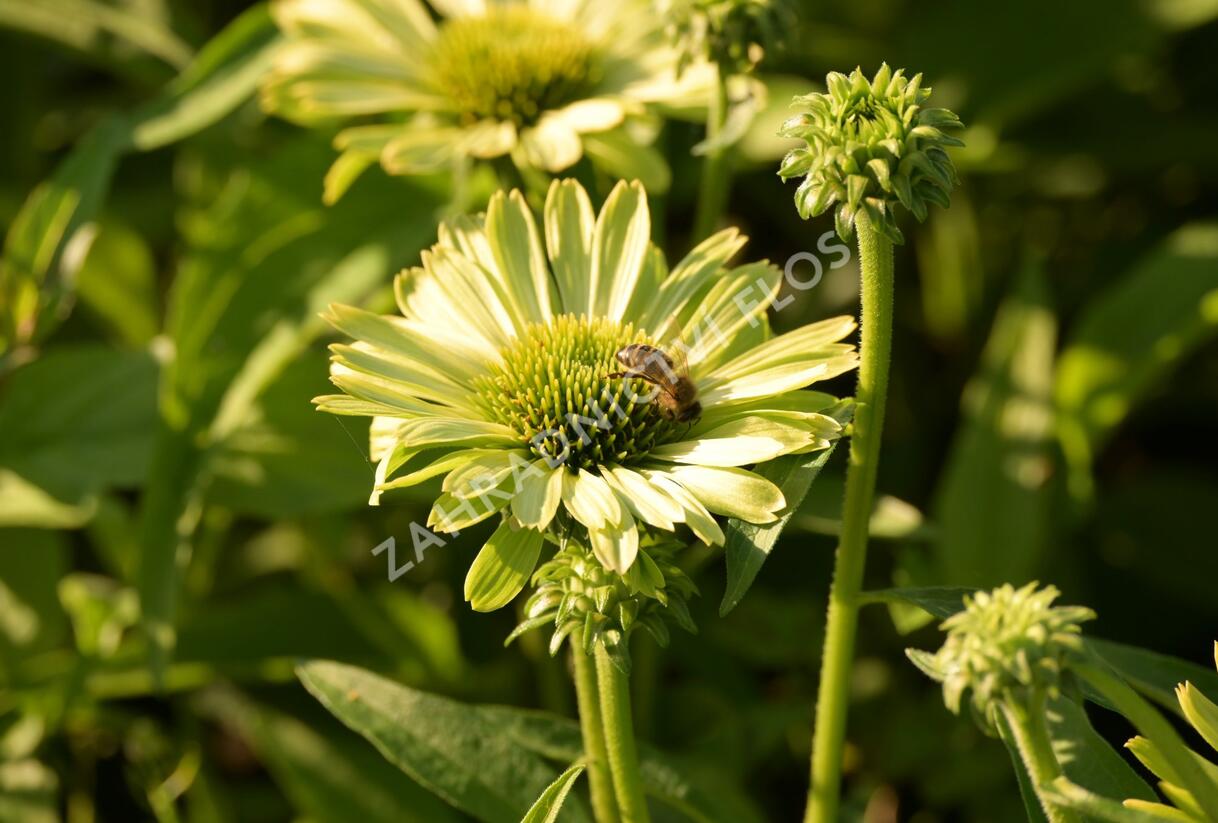 Třapatkovka nachová 'Green Jewel' - Echinacea purpurea 'Green Jewel'
