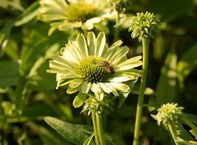 Třapatkovka nachová 'Green Jewel' - Echinacea purpurea 'Green Jewel'