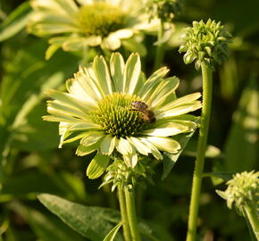Třapatka nachová 'Green Jewel' - Echinacea purpurea 'Green Jewel'
