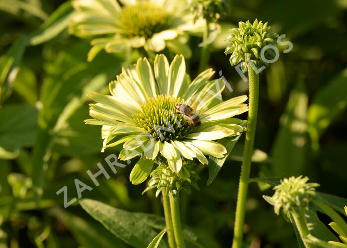 Třapatka nachová 'Green Jewel' - Echinacea purpurea 'Green Jewel'