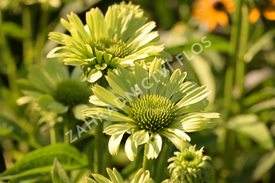 Třapatkovka nachová 'Green Jewel' - Echinacea purpurea 'Green Jewel'