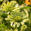 Třapatkovka nachová 'Green Jewel' - Echinacea purpurea 'Green Jewel'