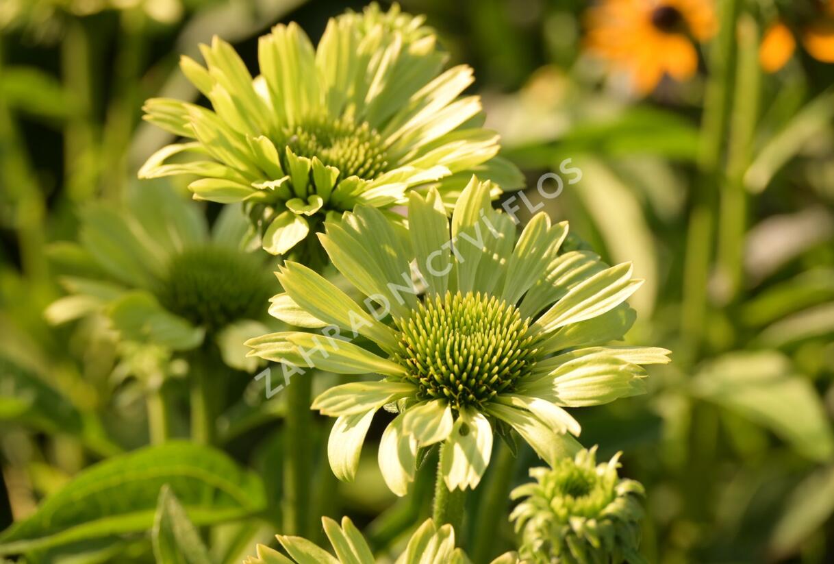 Třapatkovka nachová 'Green Jewel' - Echinacea purpurea 'Green Jewel'