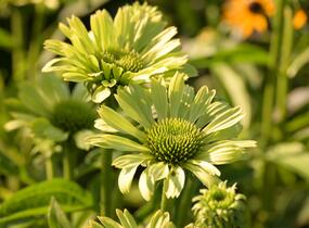 Třapatkovka nachová 'Green Jewel' - Echinacea purpurea 'Green Jewel'