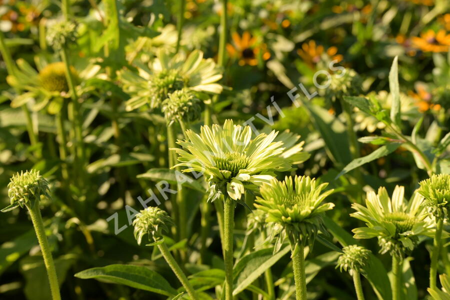 Třapatkovka nachová 'Green Jewel' - Echinacea purpurea 'Green Jewel'