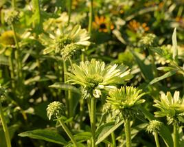 Třapatkovka nachová 'Green Jewel'