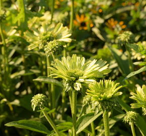 Třapatkovka nachová 'Green Jewel' - Echinacea purpurea 'Green Jewel'