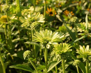Třapatkovka nachová 'Green Jewel'