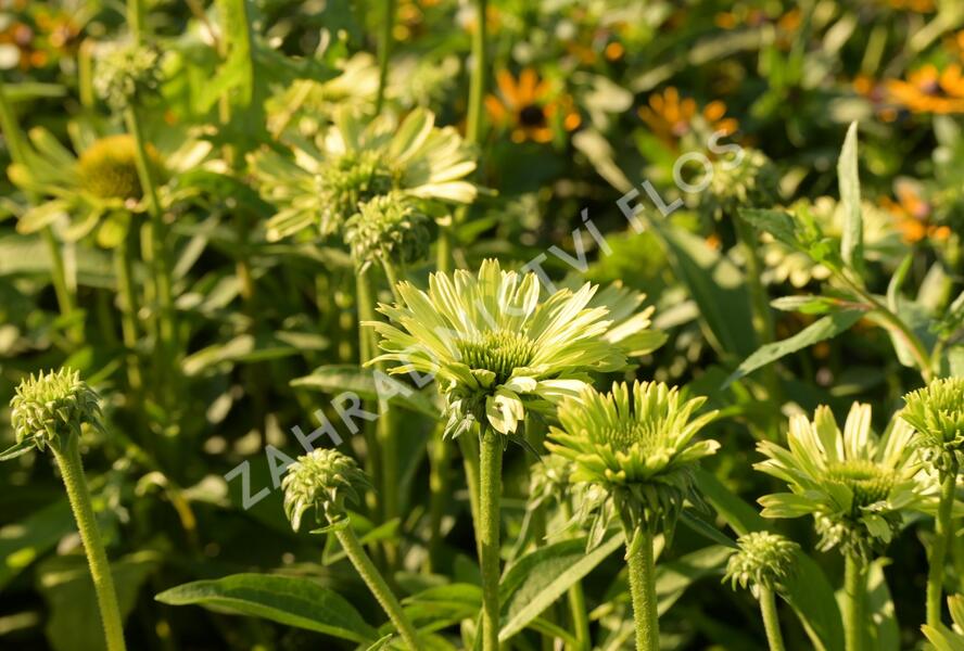 Třapatkovka nachová 'Green Jewel' - Echinacea purpurea 'Green Jewel'