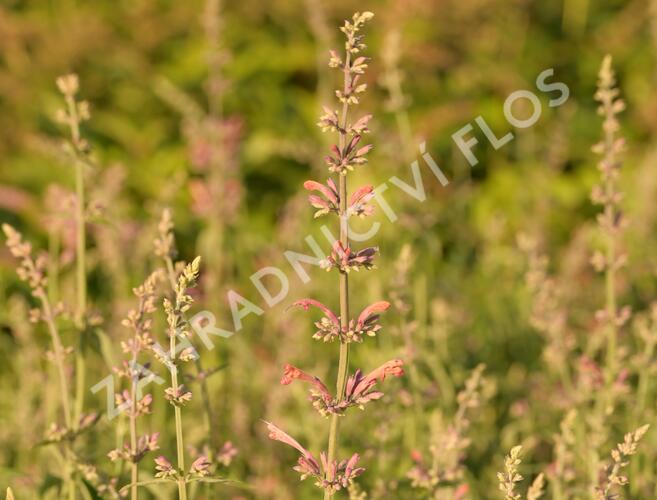 Agastache 'Fleur' - Agastache hybrida 'Fleur'