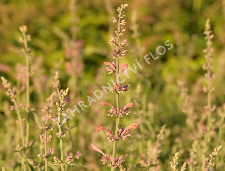 Agastache 'Fleur' - Agastache hybrida 'Fleur'