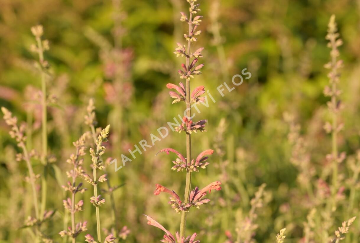 Agastache 'Fleur' - Agastache hybrida 'Fleur'
