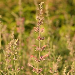 Agastache 'Fleur' - Agastache hybrida 'Fleur'