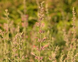 Agastache 'Fleur'