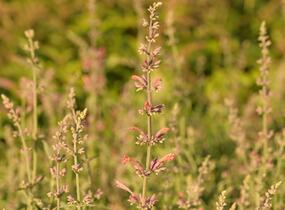 Agastache 'Fleur' - Agastache hybrida 'Fleur'