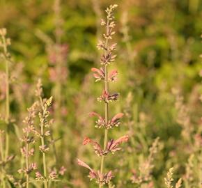 Agastache 'Fleur' - Agastache hybrida 'Fleur'