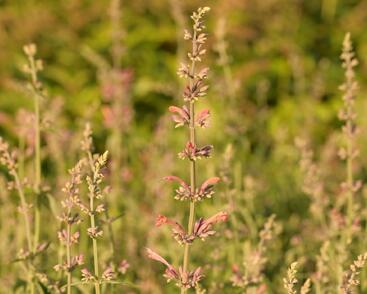 Agastache 'Fleur'