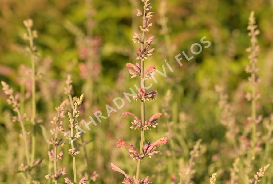 Agastache 'Fleur' - Agastache hybrida 'Fleur'