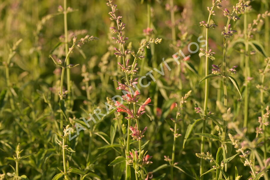 Agastache 'Fleur' - Agastache hybrida 'Fleur'