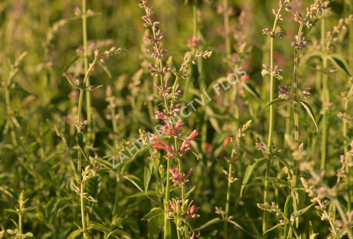 Agastache 'Fleur' - Agastache hybrida 'Fleur'