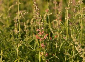 Agastache 'Fleur' - Agastache hybrida 'Fleur'