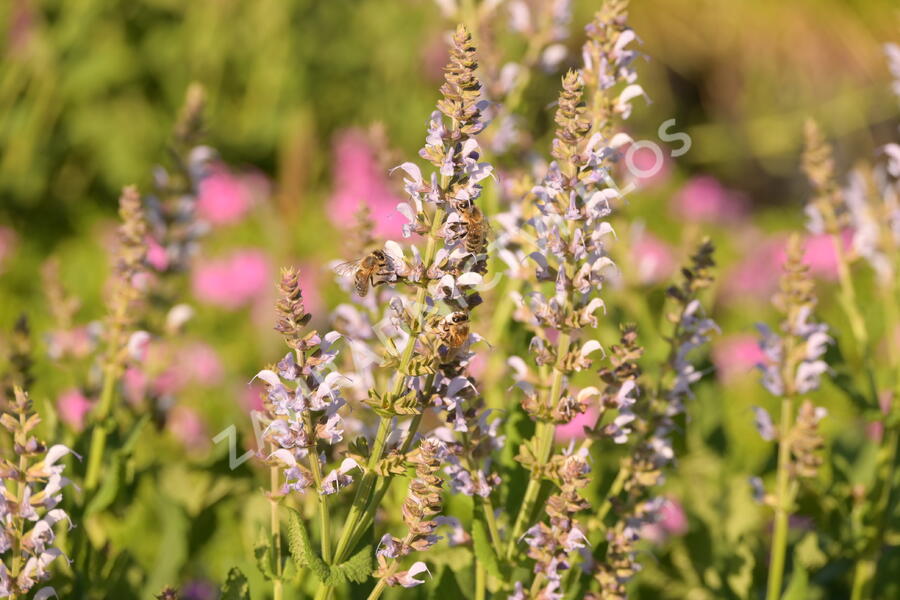 Šalvěj hajní 'Crystal Blue' - Salvia nemorosa 'Crystal Blue'