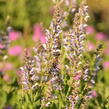 Šalvěj hajní 'Crystal Blue' - Salvia nemorosa 'Crystal Blue'