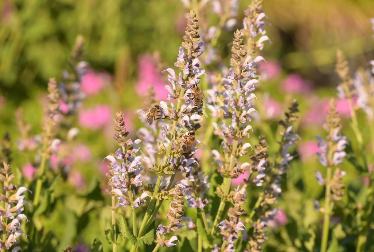 Šalvěj hajní 'Crystal Blue' - Salvia nemorosa 'Crystal Blue'