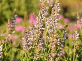 Šalvěj hajní 'Crystal Blue' - Salvia nemorosa 'Crystal Blue'
