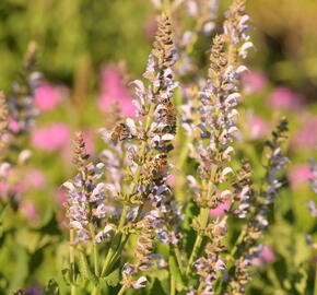 Šalvěj hajní 'Crystal Blue' - Salvia nemorosa 'Crystal Blue'