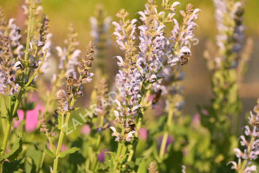 Šalvěj hajní 'Crystal Blue' - Salvia nemorosa 'Crystal Blue'