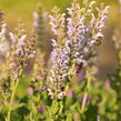 Šalvěj hajní 'Crystal Blue' - Salvia nemorosa 'Crystal Blue'