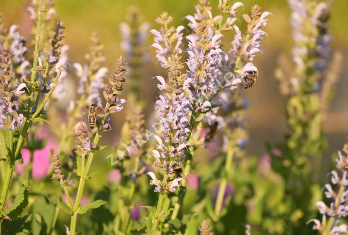 Šalvěj hajní 'Crystal Blue' - Salvia nemorosa 'Crystal Blue'