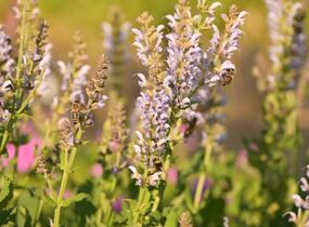 Šalvěj hajní 'Crystal Blue' - Salvia nemorosa 'Crystal Blue'