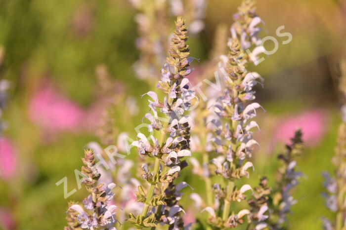 Šalvěj hajní 'Crystal Blue' - Salvia nemorosa 'Crystal Blue'