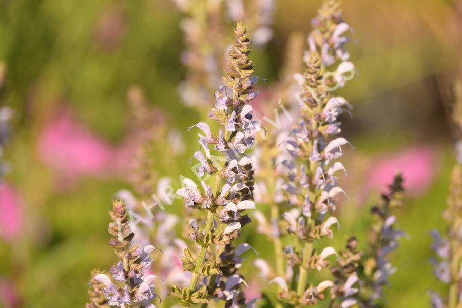 Šalvěj hajní 'Crystal Blue' - Salvia nemorosa 'Crystal Blue'