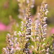 Šalvěj hajní 'Crystal Blue' - Salvia nemorosa 'Crystal Blue'